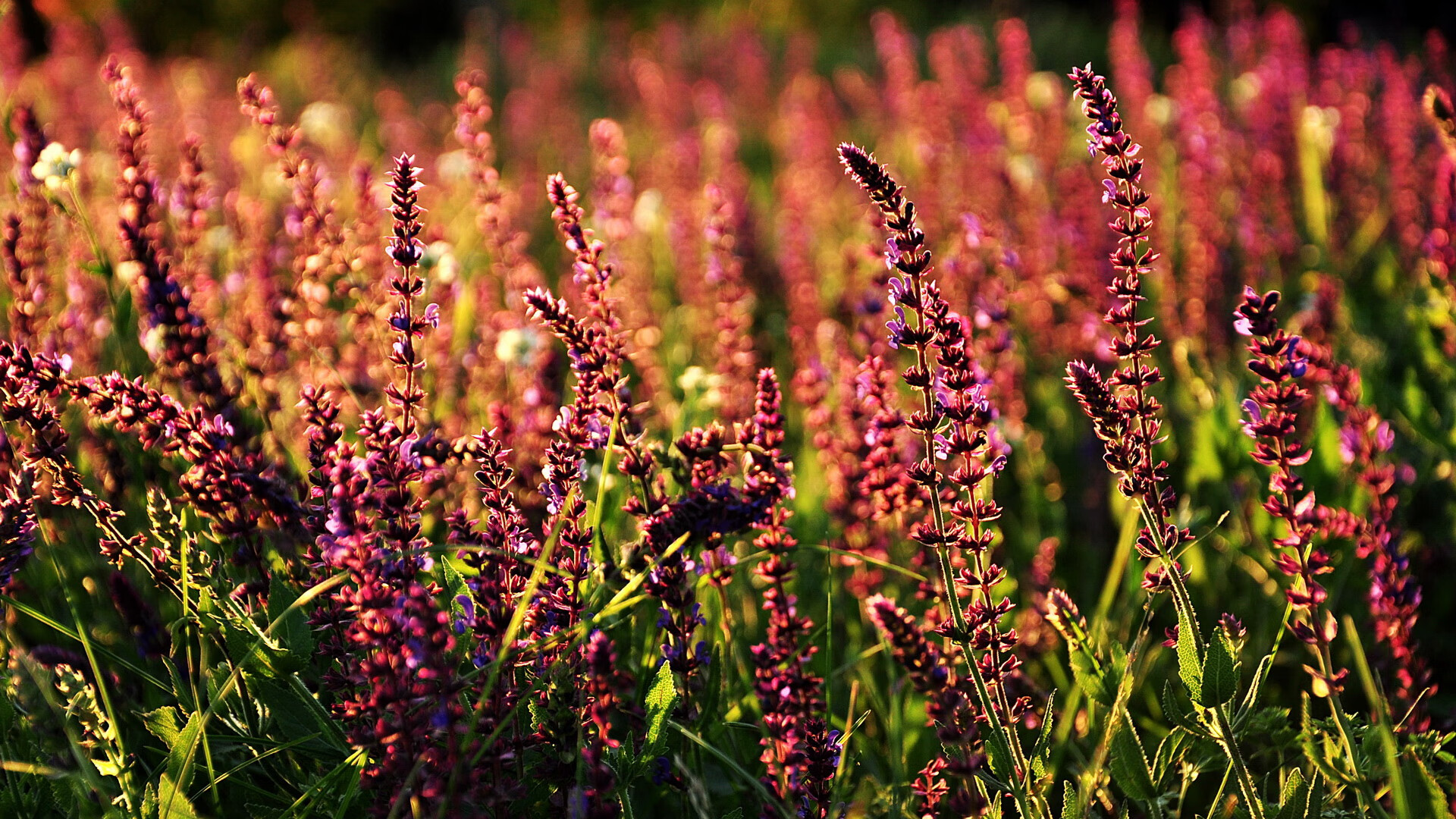 双线狂飙，湖人全面压制篮网，莫兰特在意甲焦点战接管比赛