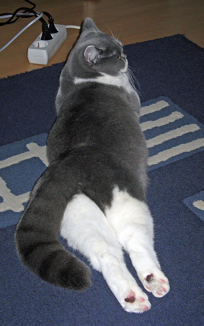 巴萨中场京多安成关键先生，德国队战术压制轻取巴拉圭