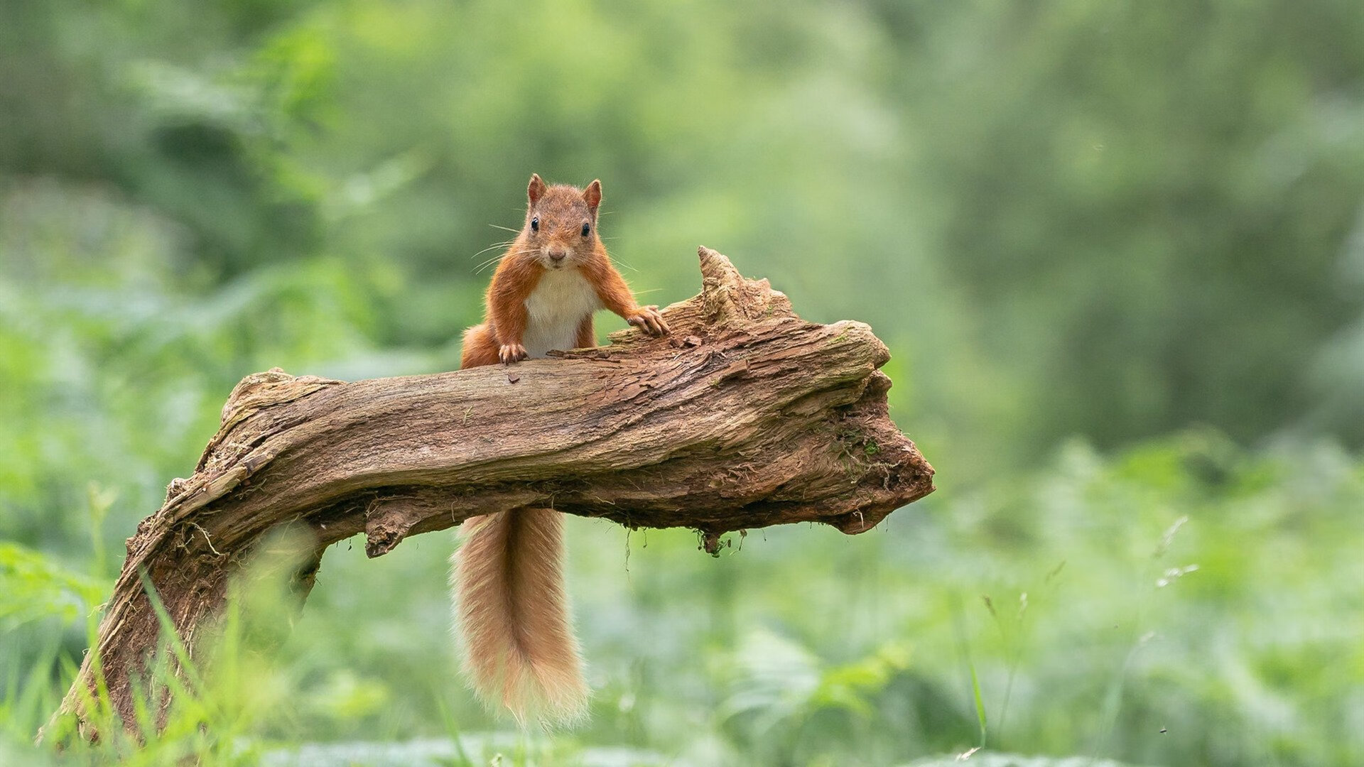 自我救赎，乔治在灰熊对阵骑士之夜的重生之战