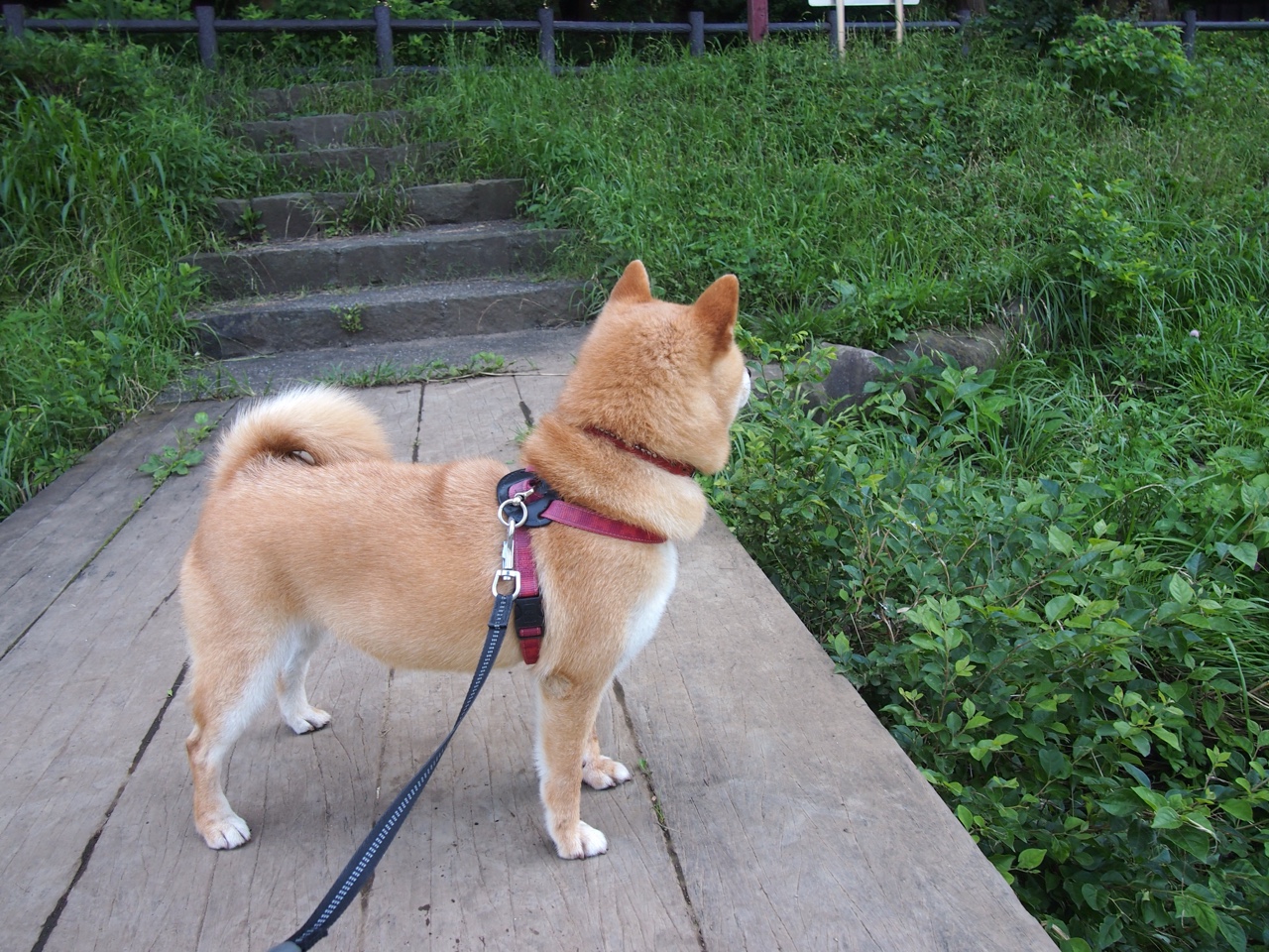 基耶萨连击定胜局，土耳其火力席卷荷兰，欧洲杯双线战报解析