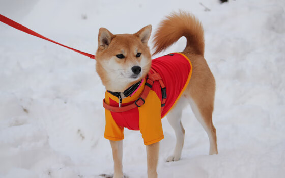 阿拉巴，棋盘上的隐形之手—比利亚雷亚尔爆冷巴黎的战术伏笔