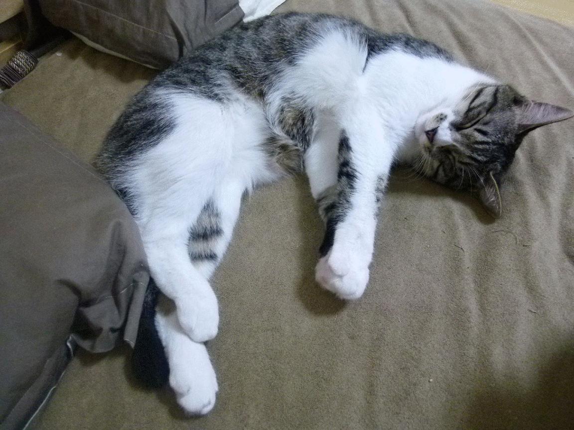 坎特绝杀，奇迹再现！新西兰联队爆冷终结国际米兰不败神话