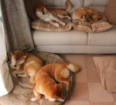 跨界烽火，西甲国家德比的足球史诗与灰熊火力压制上海队的篮球狂潮