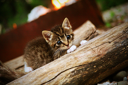 强行终结！英格兰碾过奥地利，拉亚再证硬仗之王威名