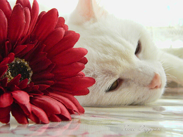 强行终结！英格兰碾过奥地利，拉亚再证硬仗之王威名