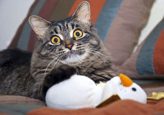 布克狂飙席卷东北,迈阿密热火客场斩落吉林