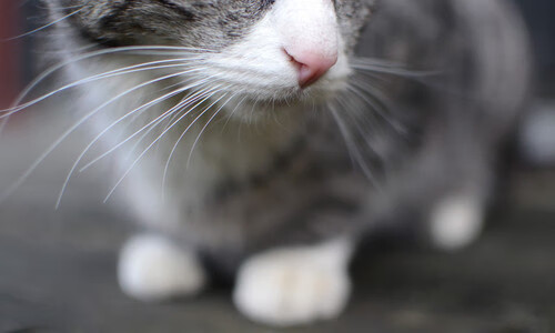 当森林狼撕碎团队神话，库里用极致的我重新定义了我们