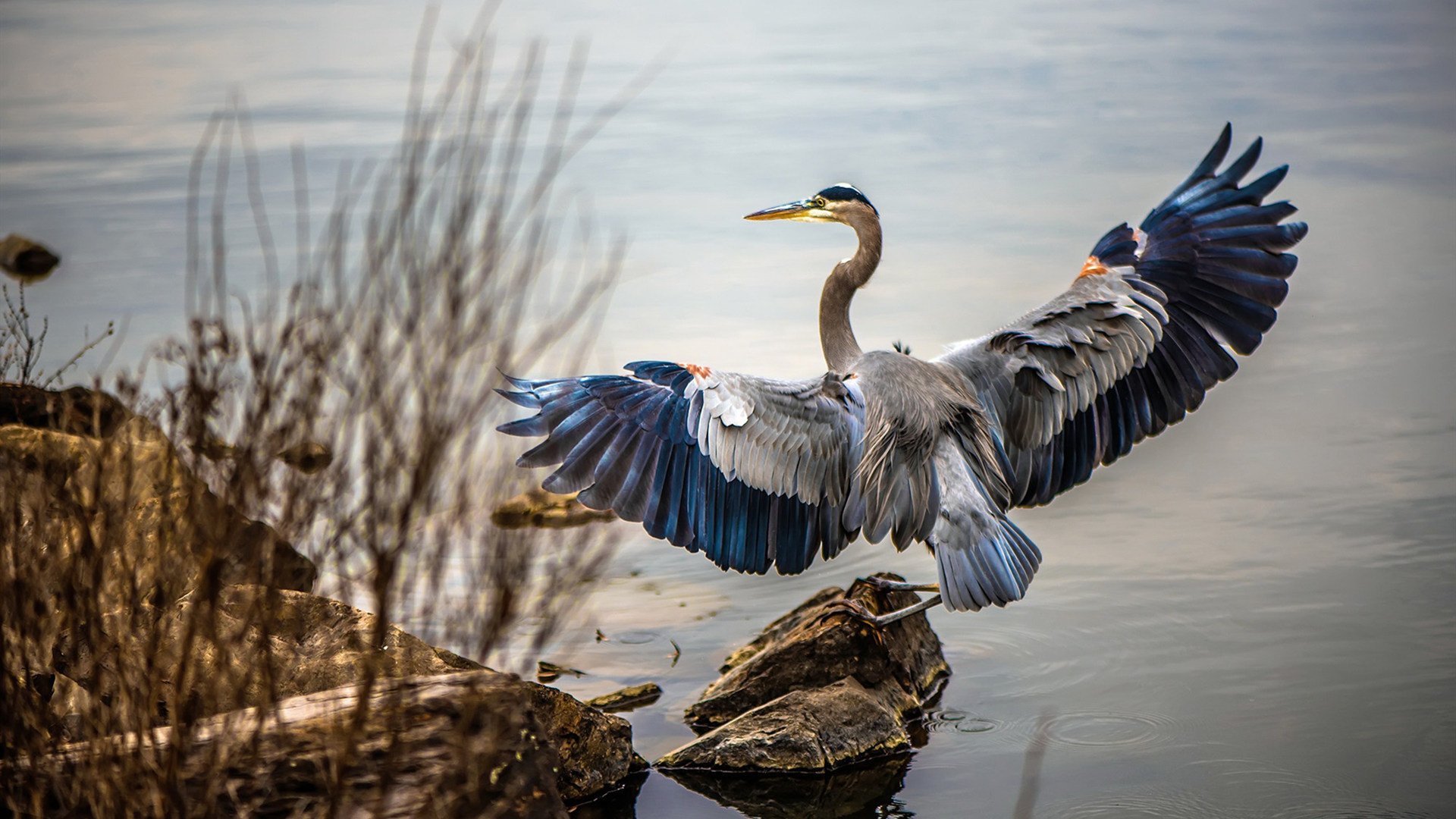 米切尔独砍38+7率队擒蜂,广东客场险胜的背后功臣