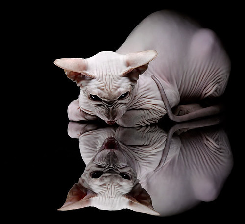 风暴过境罗马城,阿根廷群星冲垮拉齐奥,萨内化身中场炼金术士