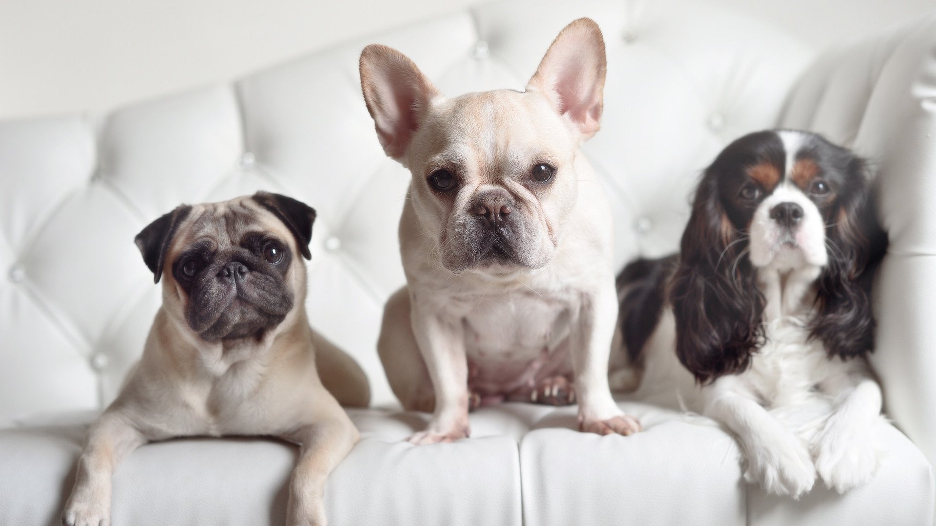 铁幕与舞步,切尔西的节奏艺术,如何在喀麦隆与阿克脚下迎来2026破晓