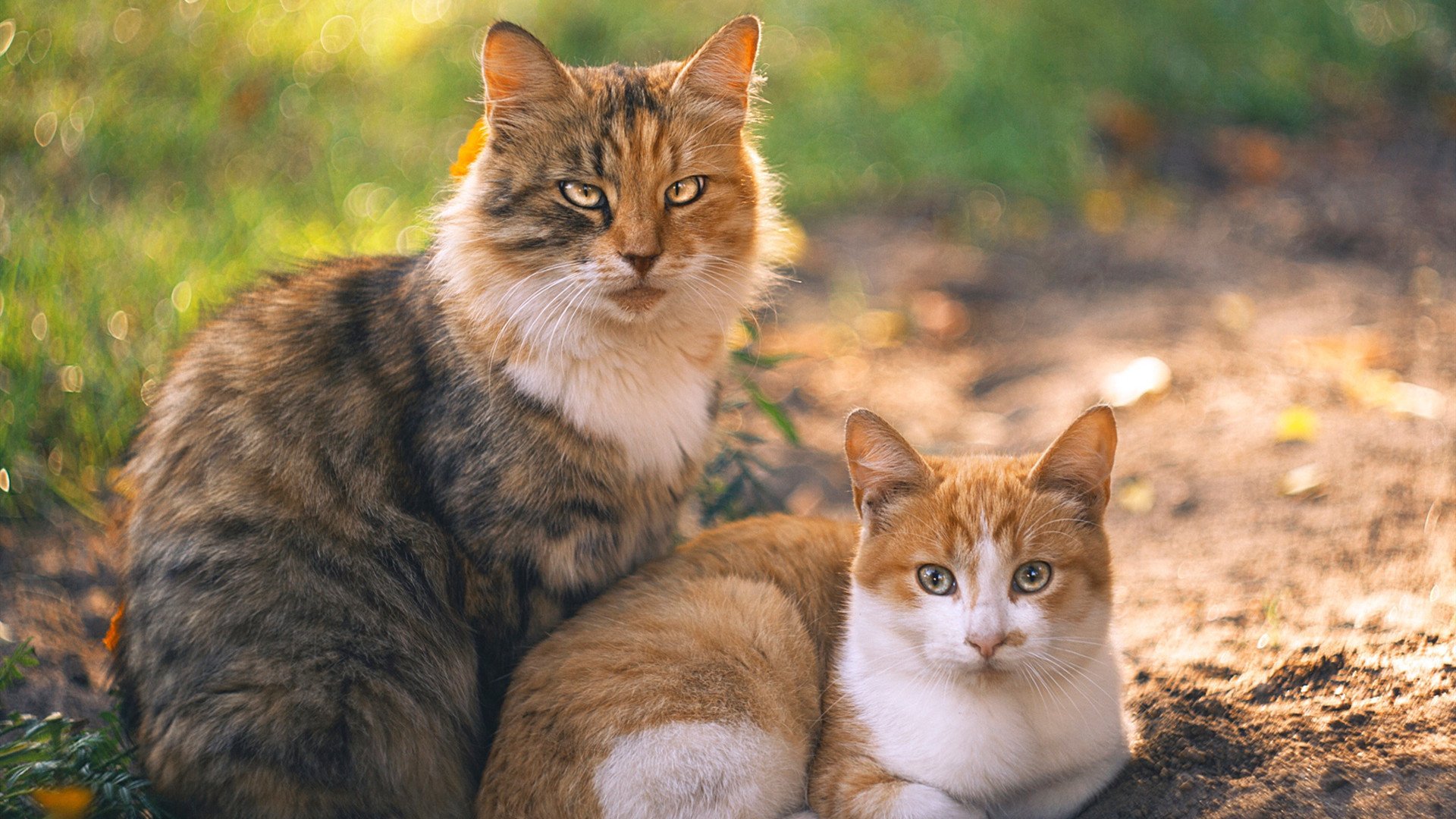 开云体育官网-韩国苦主，日本英雄，巴萨生死战的双面亚洲叙事