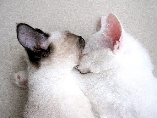 秘鲁3-0轻取挪威，迪马利亚一传一射成关键先生，南美足球回归传统