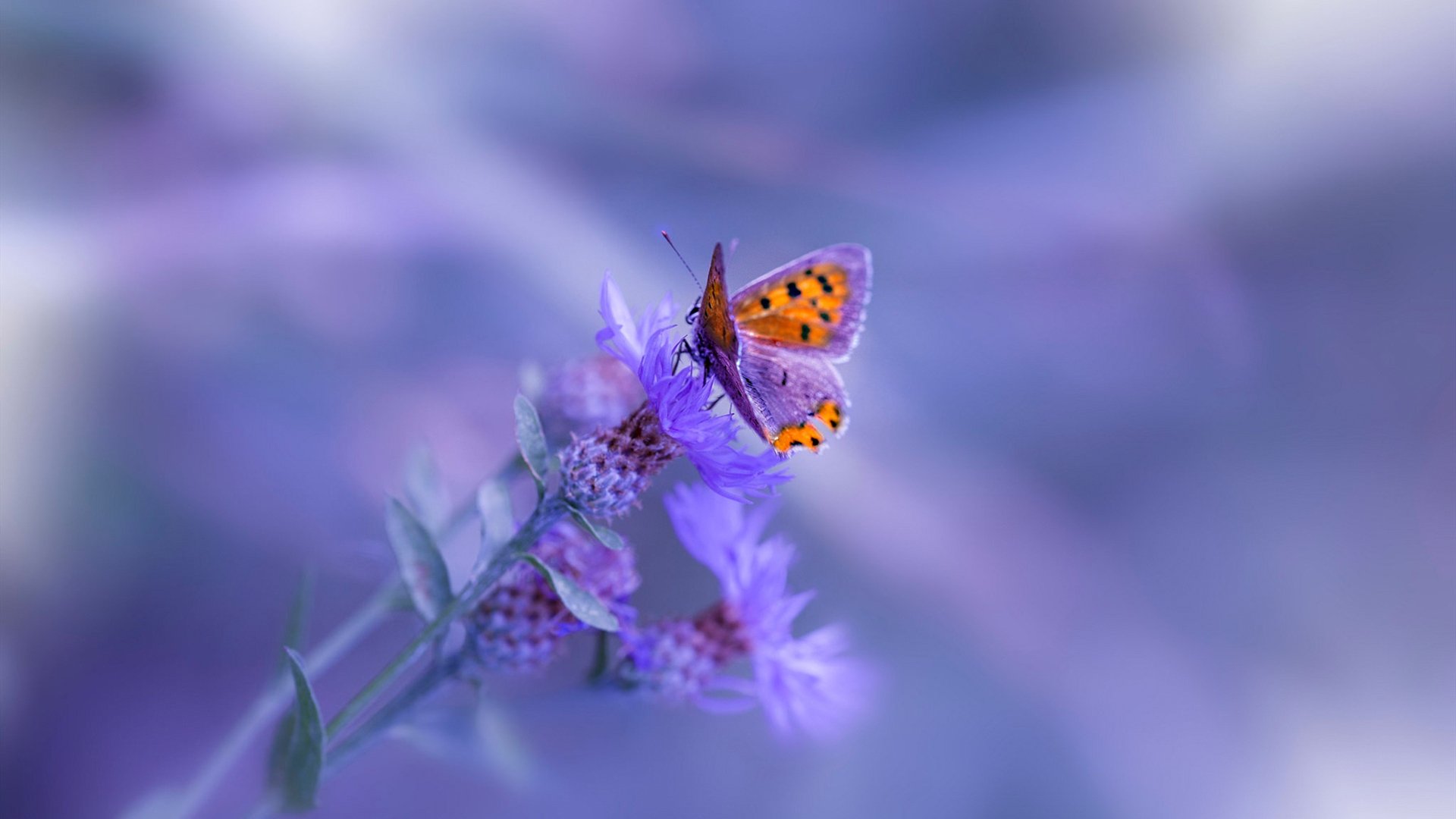 开拓者终结骑士七连胜，福克斯关键先生当之无愧