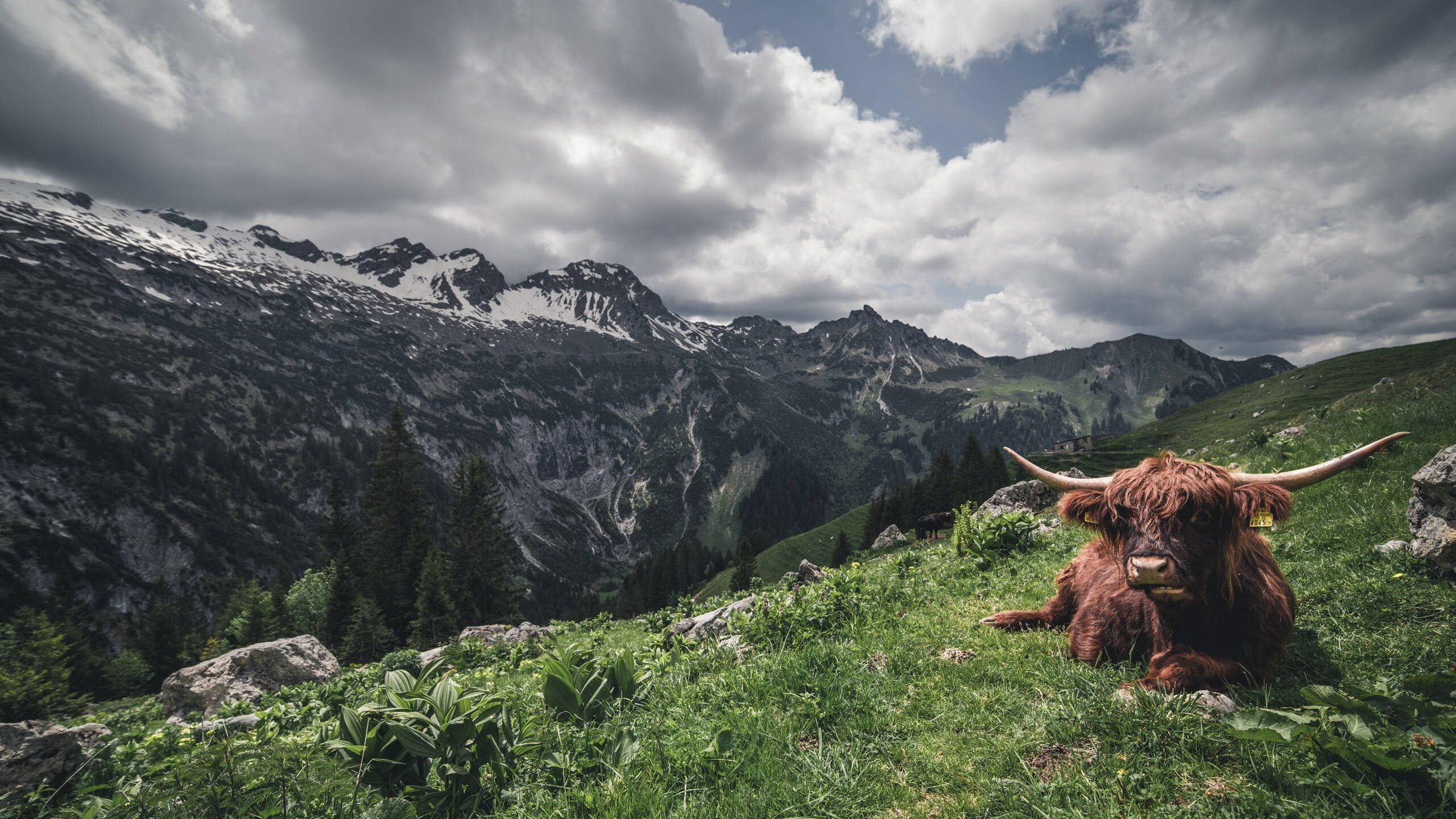 当森林狼的黑暗森林,遇见杜兰特那柄唯一火把