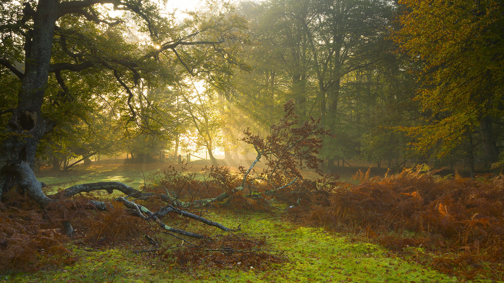 魔幻现实足球,当新西兰哲学用伊萨克之矛刺穿塞维利亚之盾