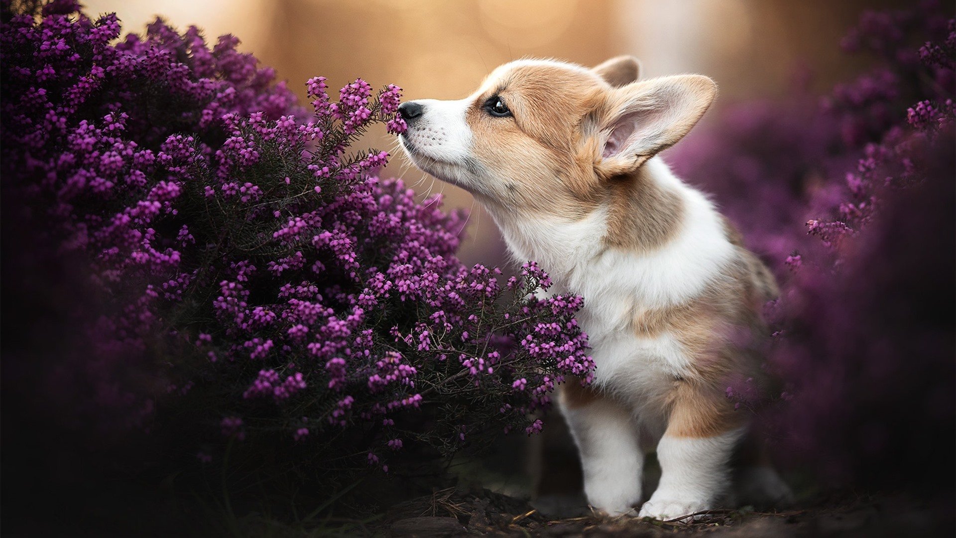 西甲国家德比烽火夜，杰伦格林在大洋彼岸点亮巨星之光