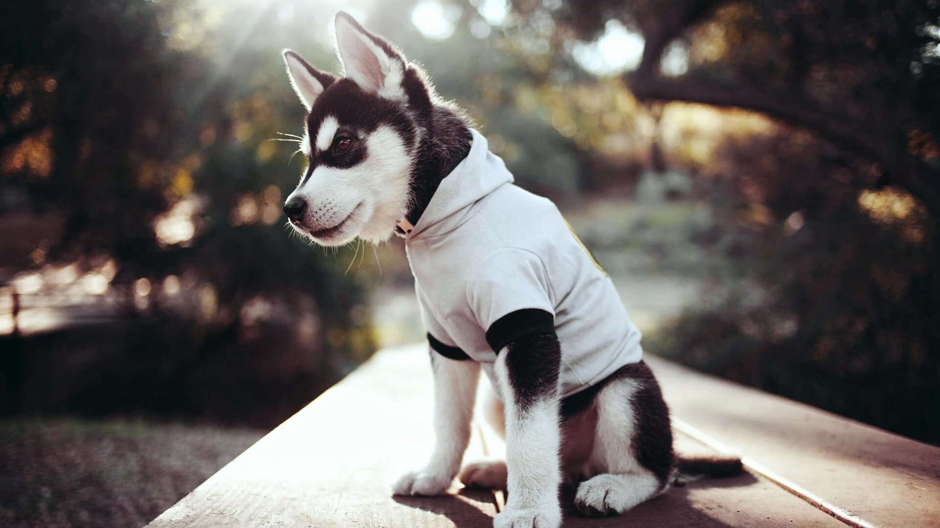 开云体育在线-窒息绝杀，当土耳其扼住丹麦咽喉，斯通斯才是那根隐形的弦