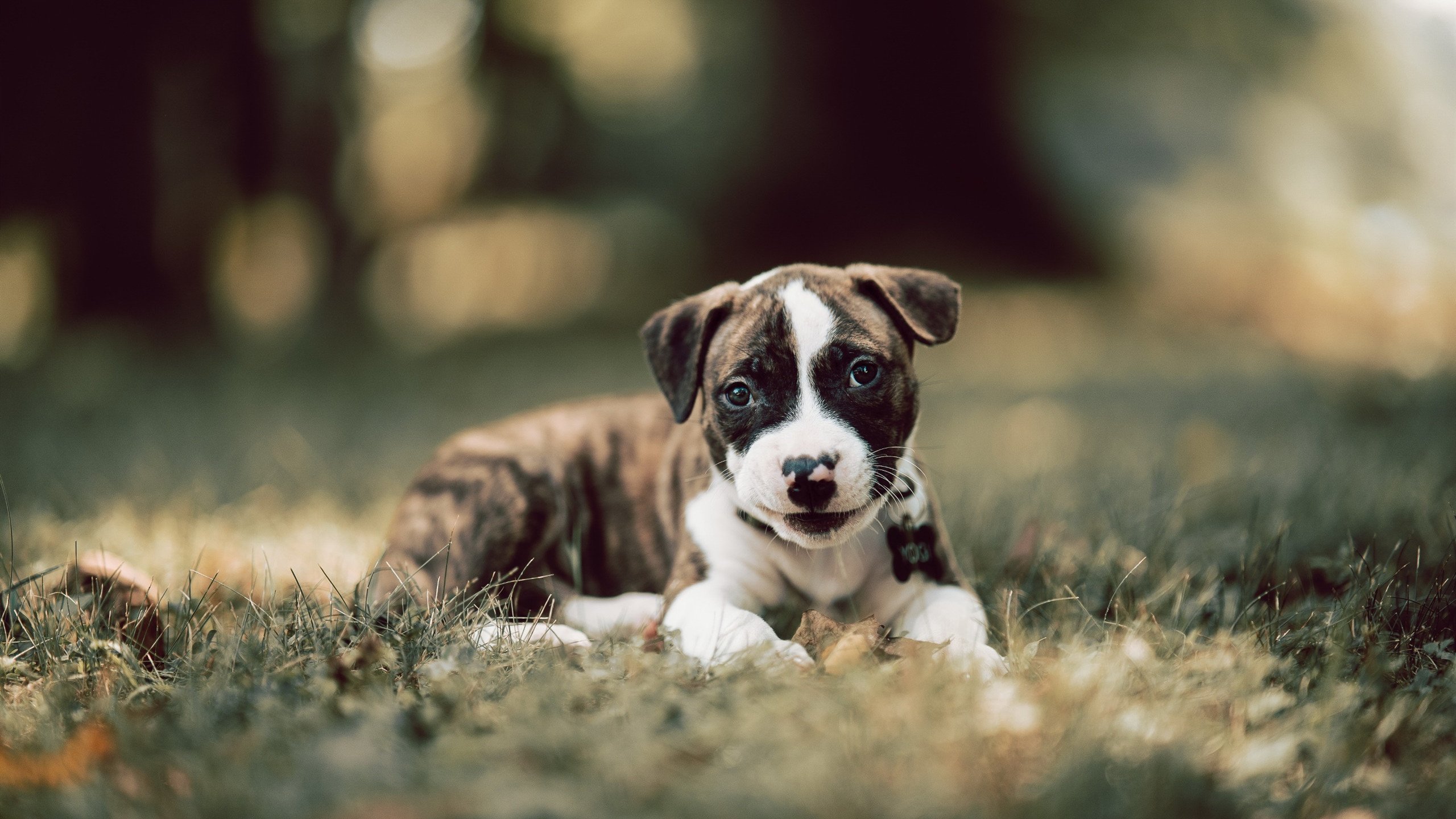 开云下载-斯通斯上演防守大师课，几内亚防线在中国队猛攻下屹立不倒